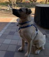 Blaze - Photo 4