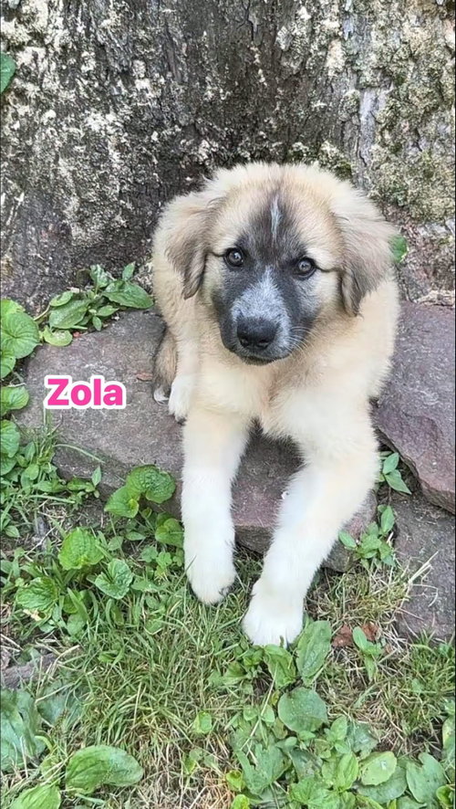 Zola