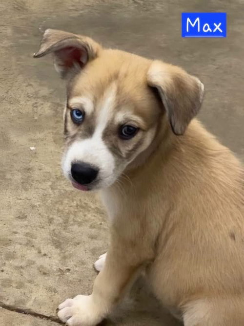 Max, an adoptable Husky in Alexander, AR