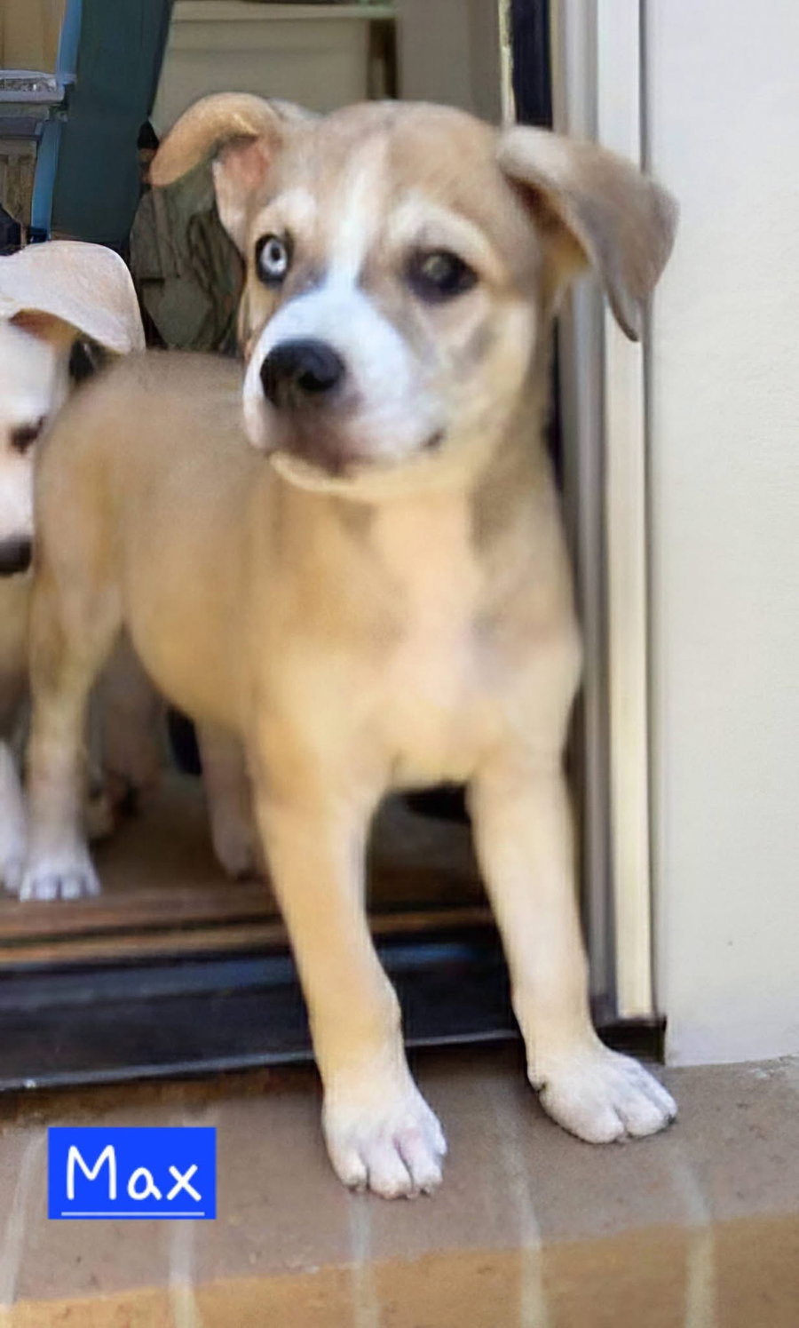 Max