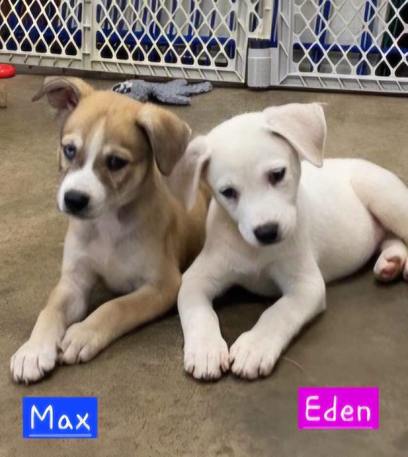 Eden