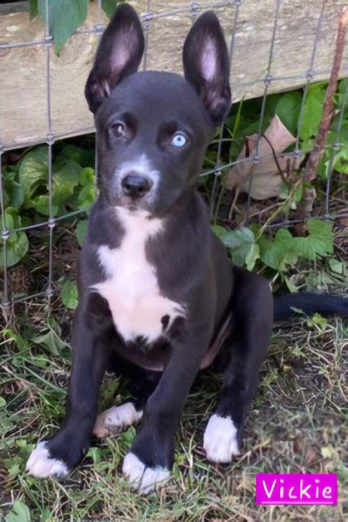 Vickie, an adoptable Husky in Alexander, AR