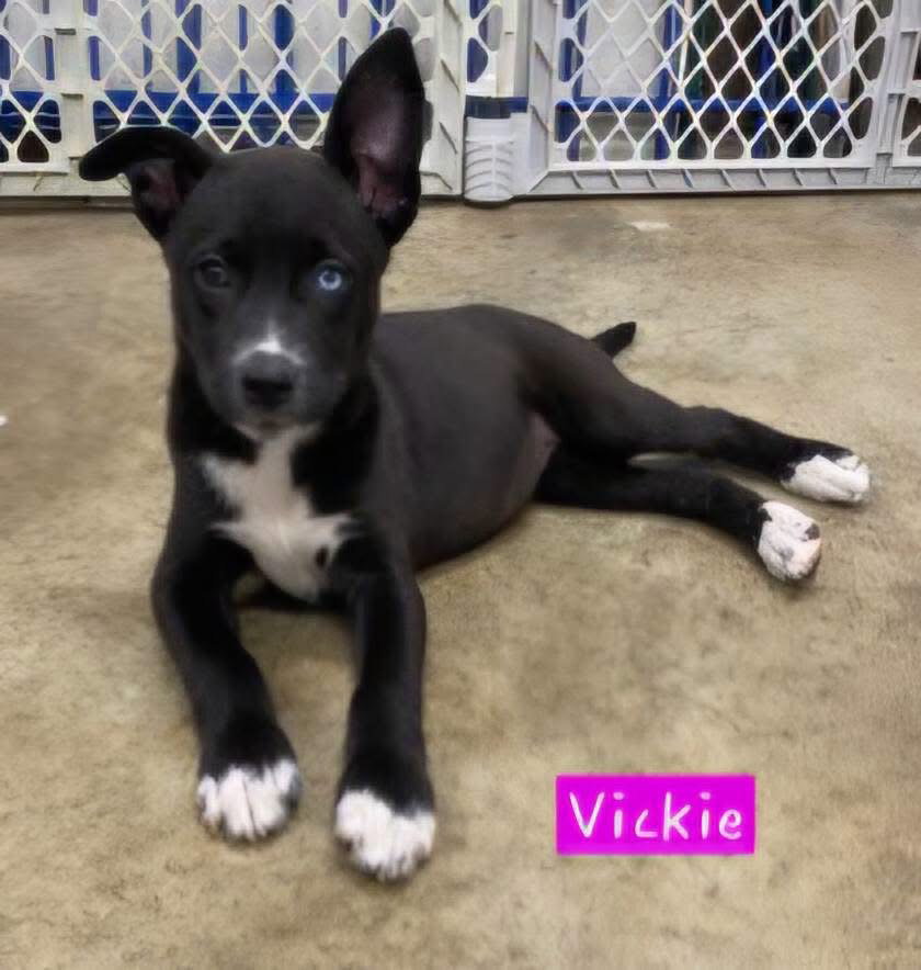 Vickie