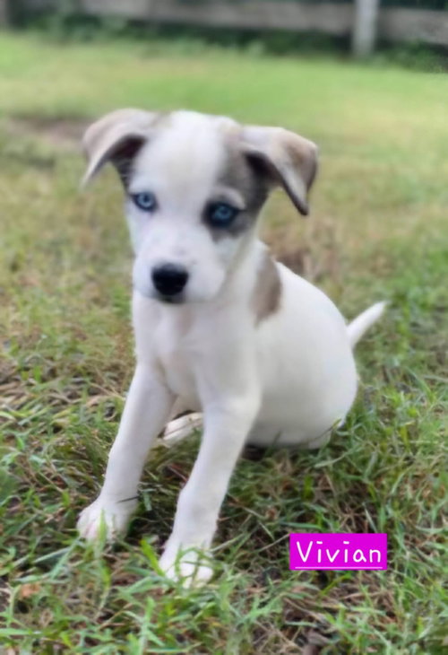Vivian, an adoptable Husky in Alexander, AR