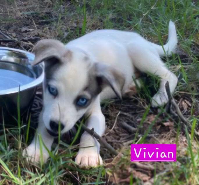 Vivian