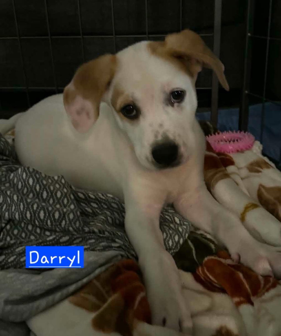 Darryl