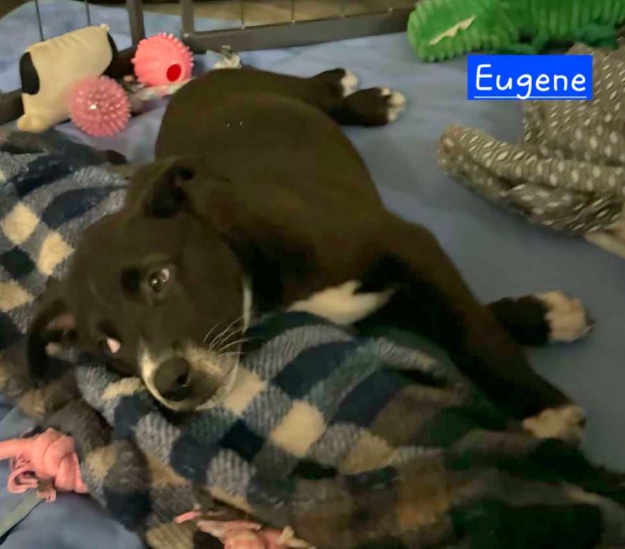 Eugene