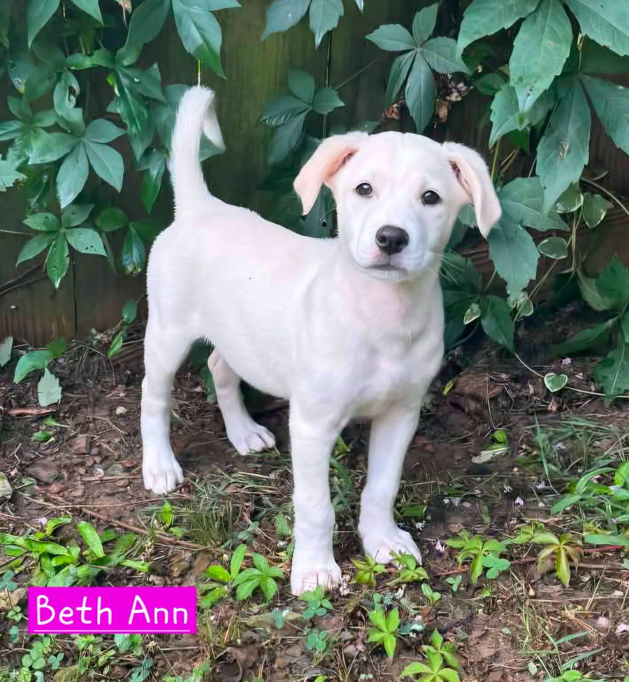Beth Ann