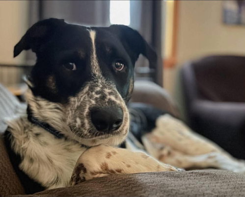 Otto