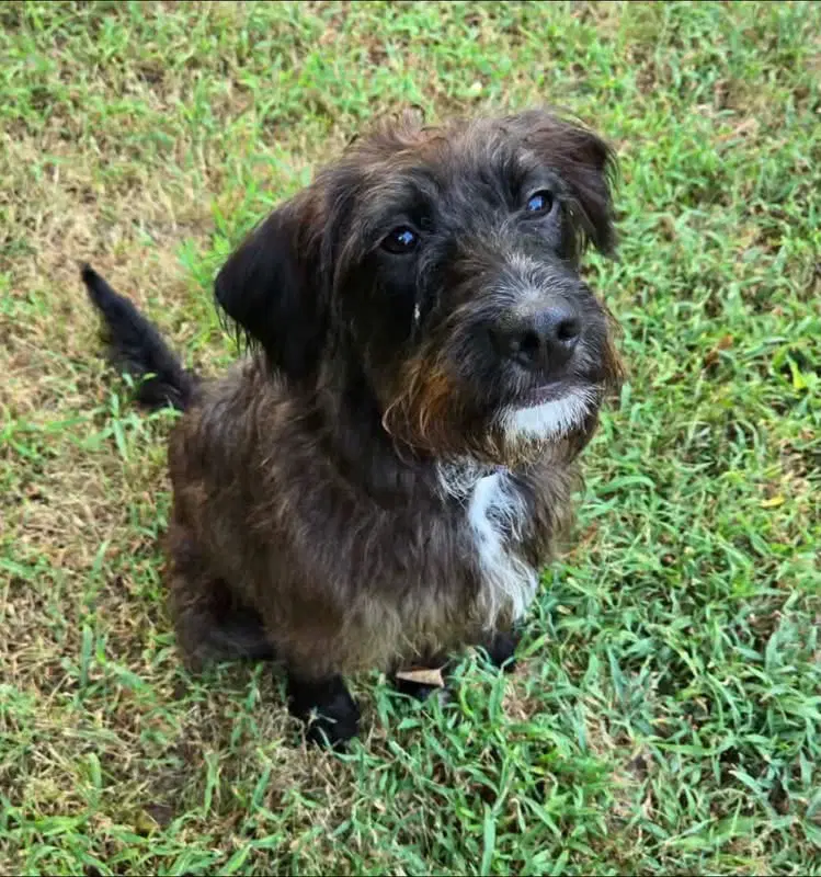 Greta - Doodle