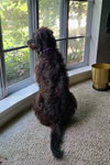 Greta