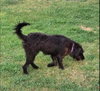 Greta