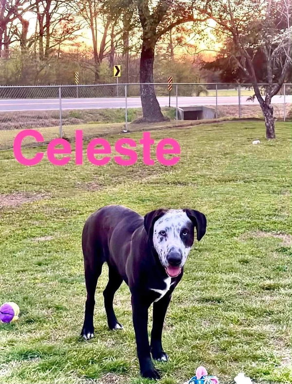 Celeste
