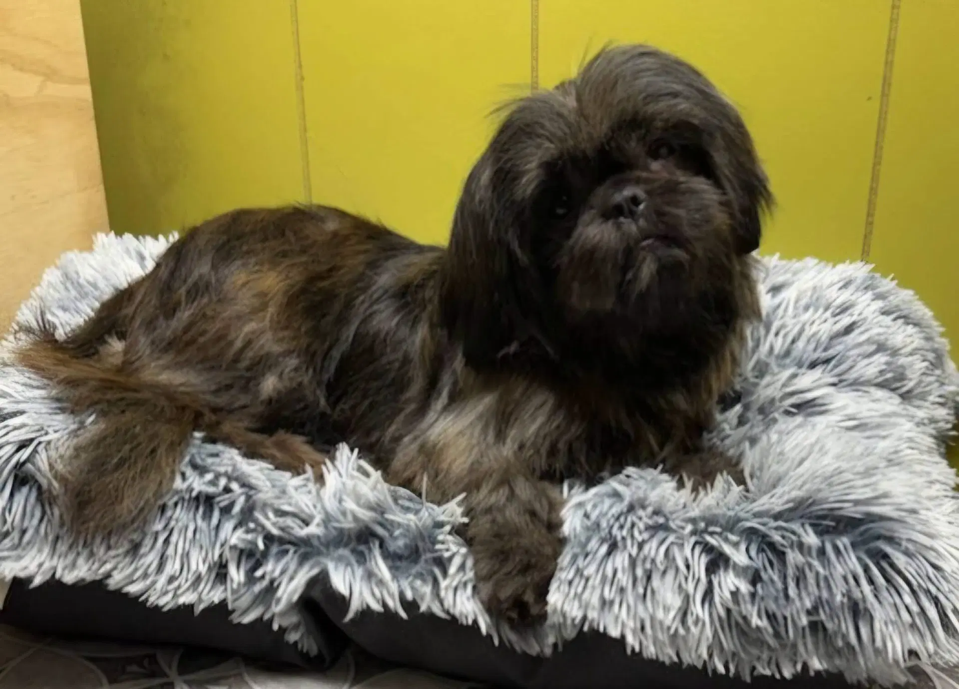 Sugar - Shih Tzu