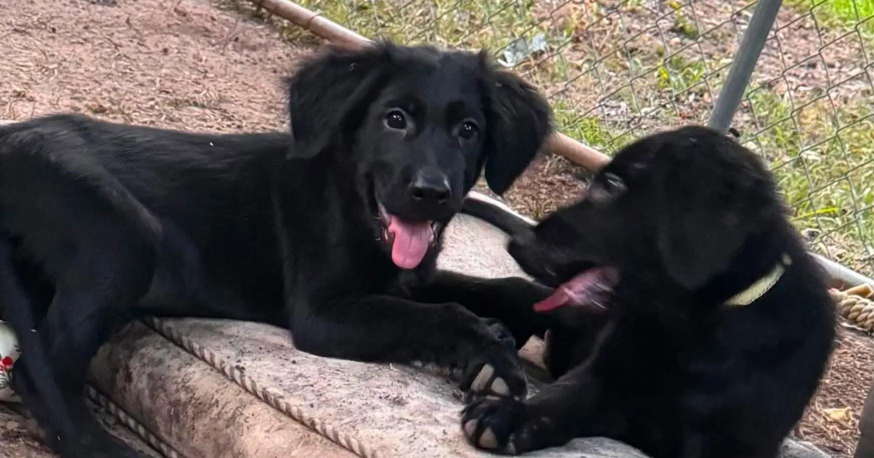 Golden Retrieverlab Puppies image 1