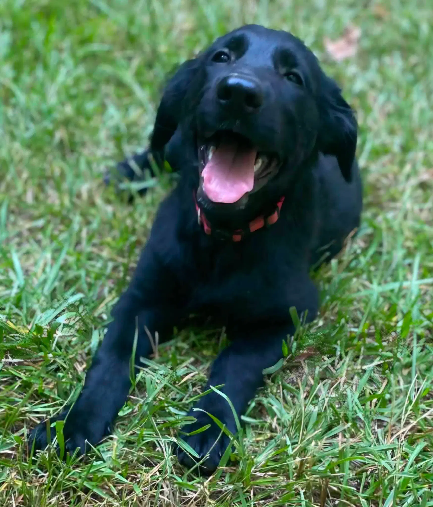 Golden Retrieverlab Puppies image 2