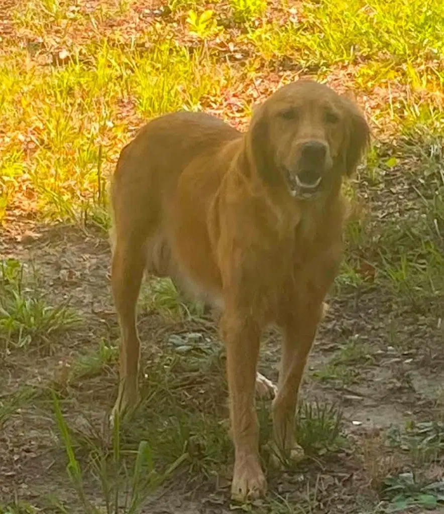 Golden Retrieverlab Puppies image 3