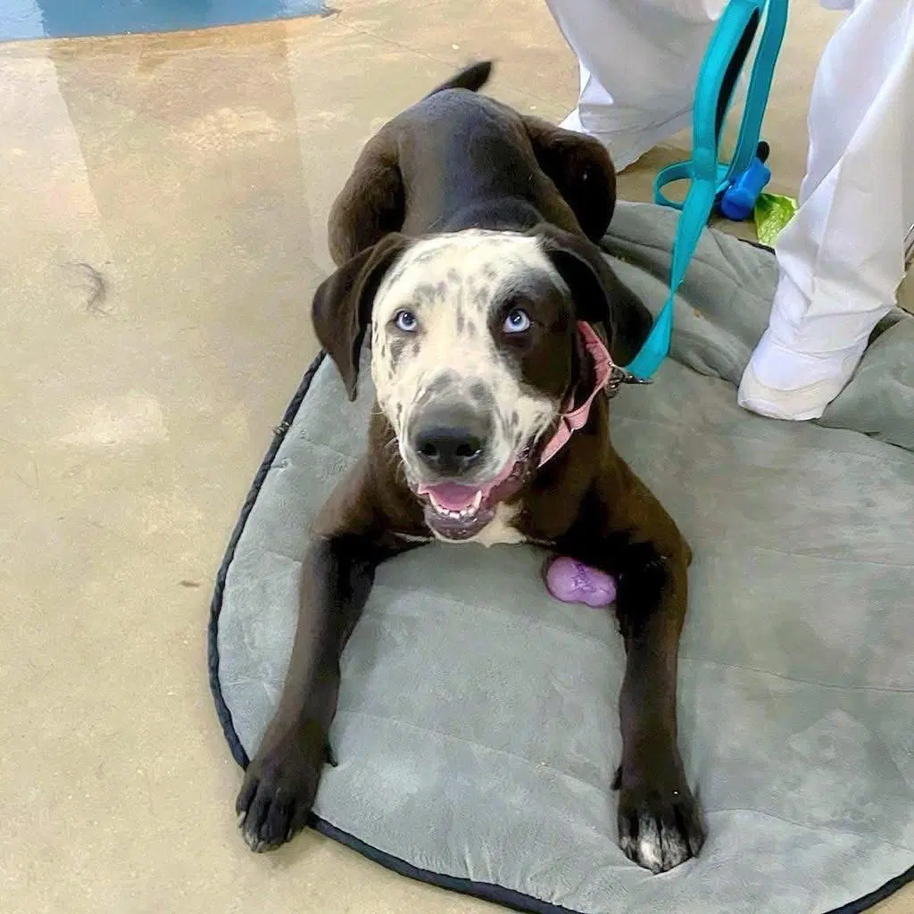 Celeste - Great Dane