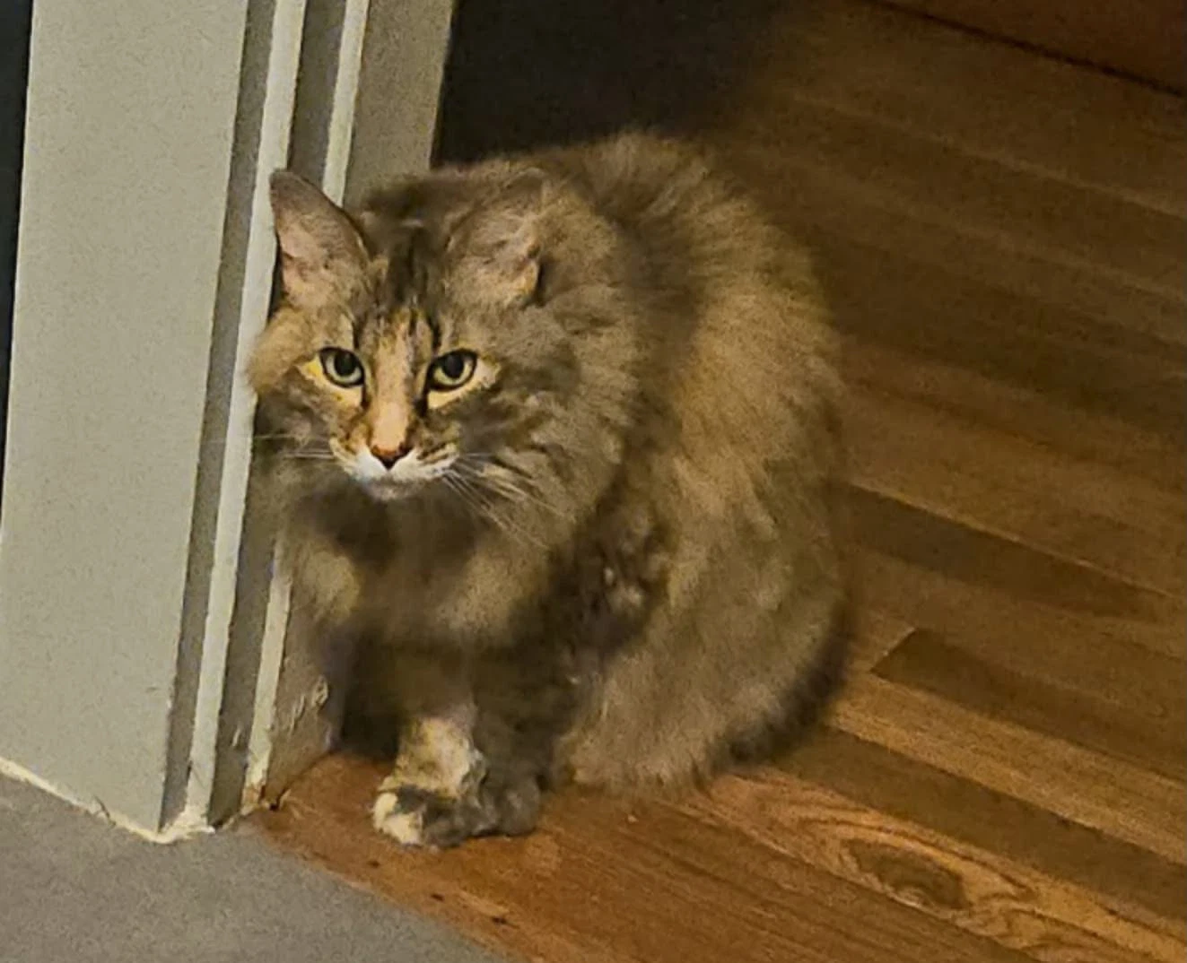 Molly