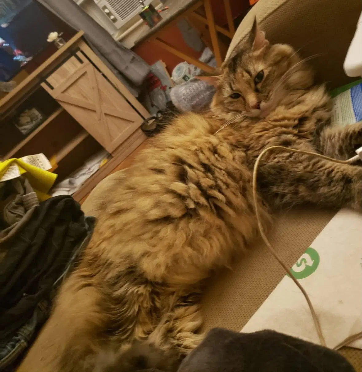 Molly image 2