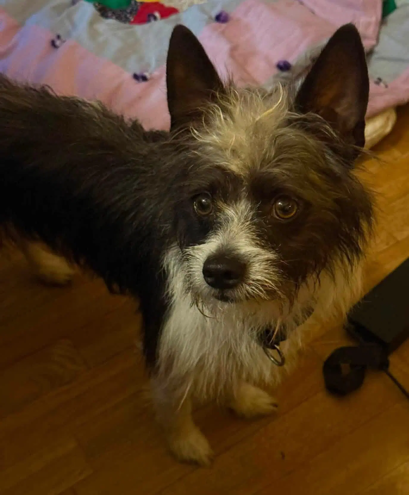 Chewy image 1