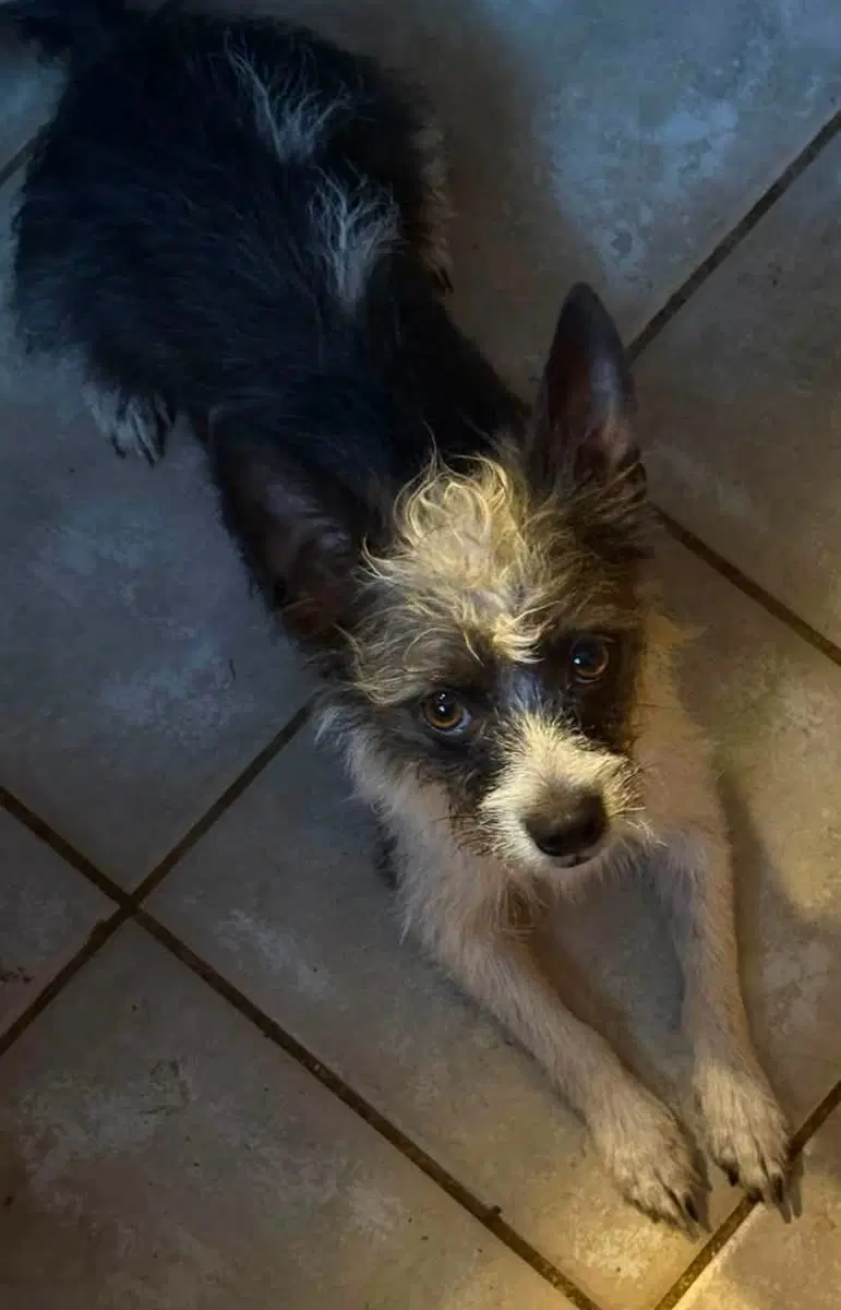 Chewy image 3