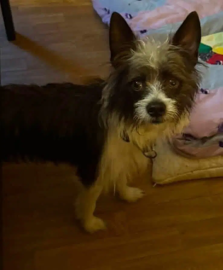 Chewy image 4