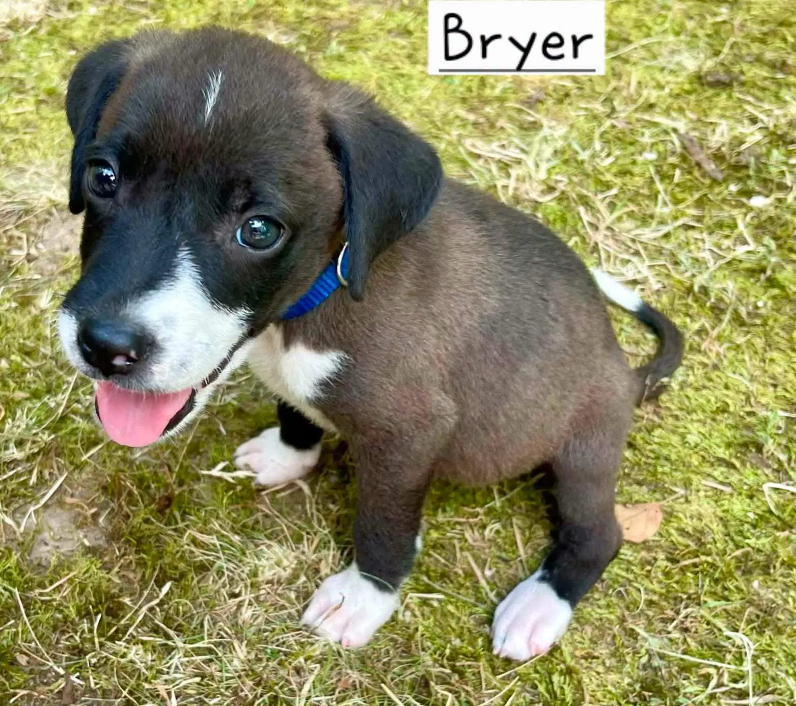 Bryer - Border Collie