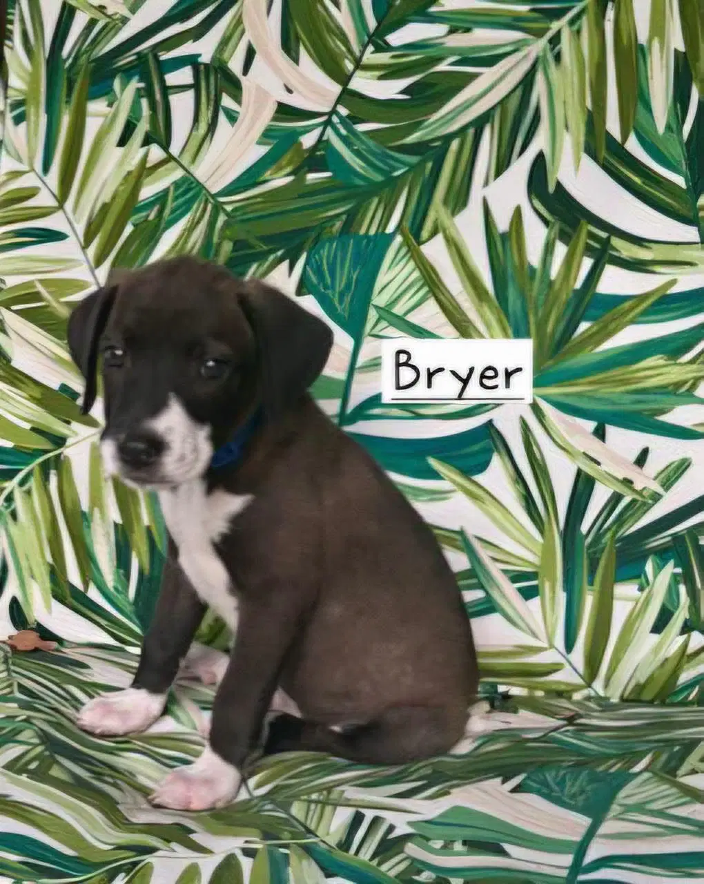 Bryer image 2