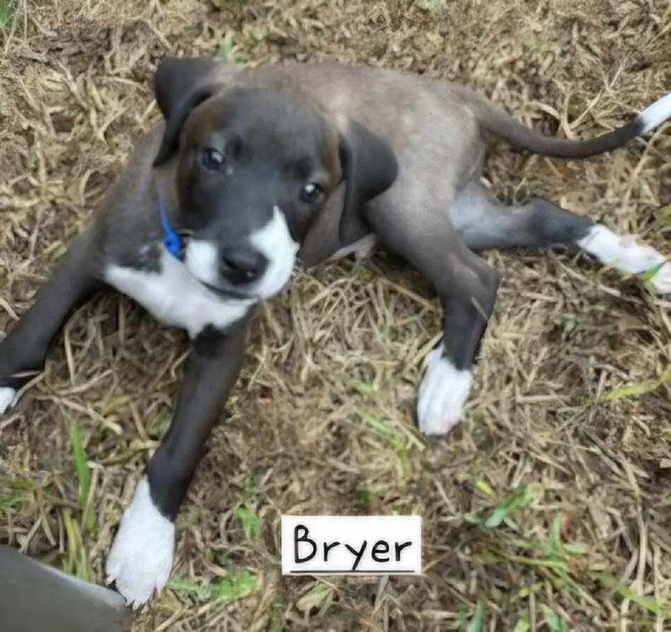 Bryer image 3