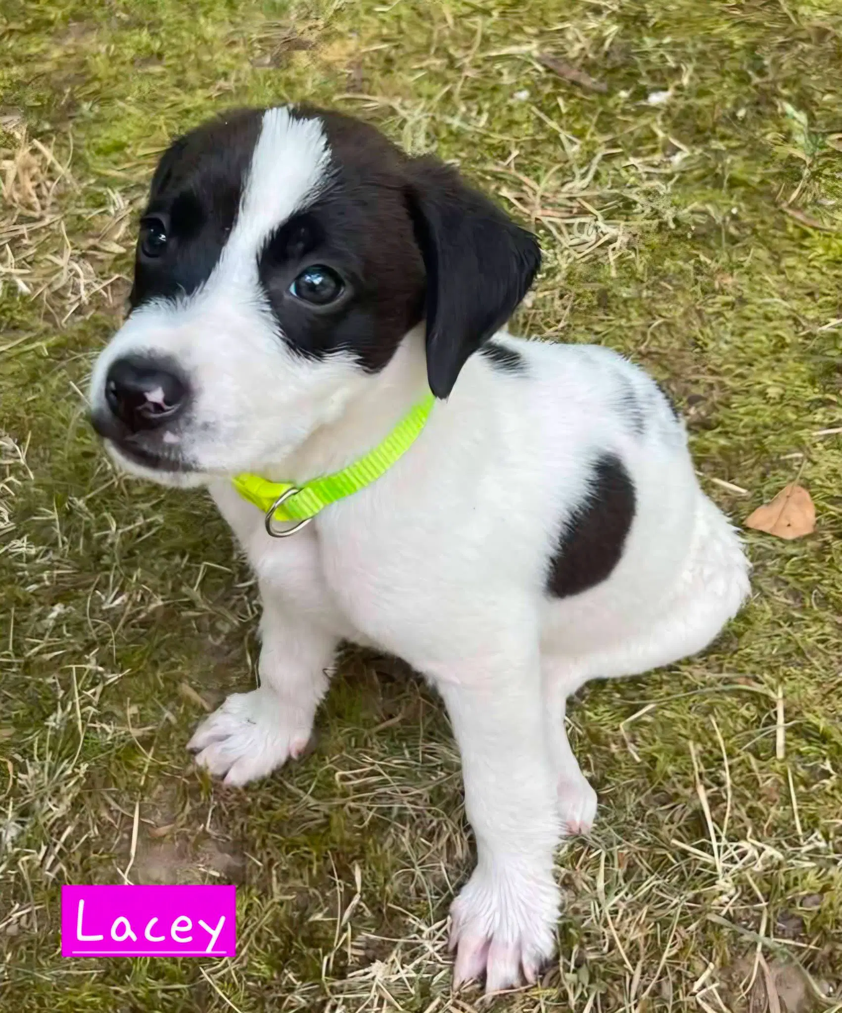 Lacey - Border Collie