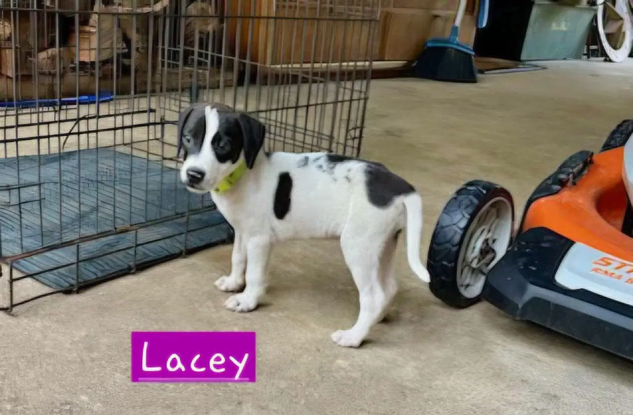 Lacey image 2