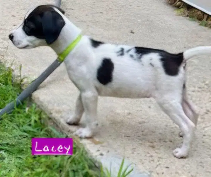 Lacey image 4