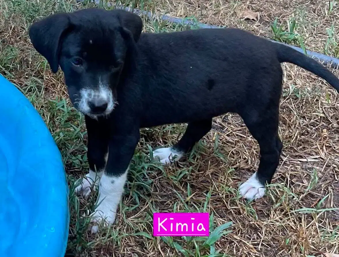 Kimia image 2
