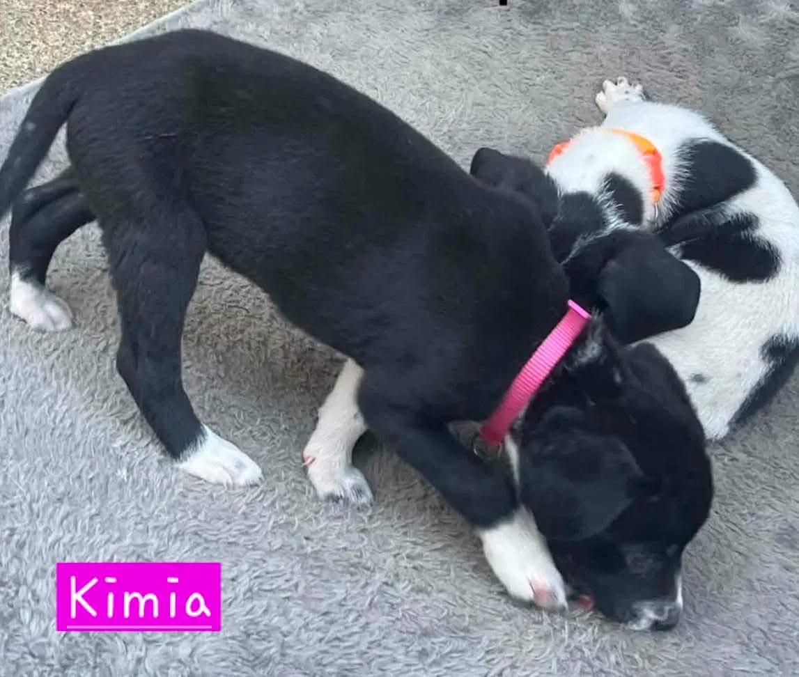 Kimia image 3
