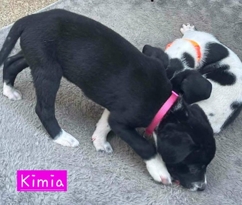 Photo 3 of Kimia
