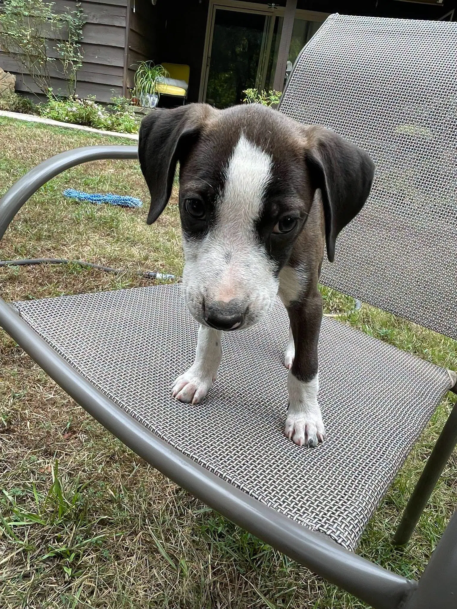 Katana - Border Collie