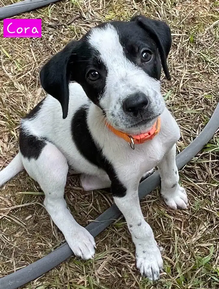 Cora - Border Collie