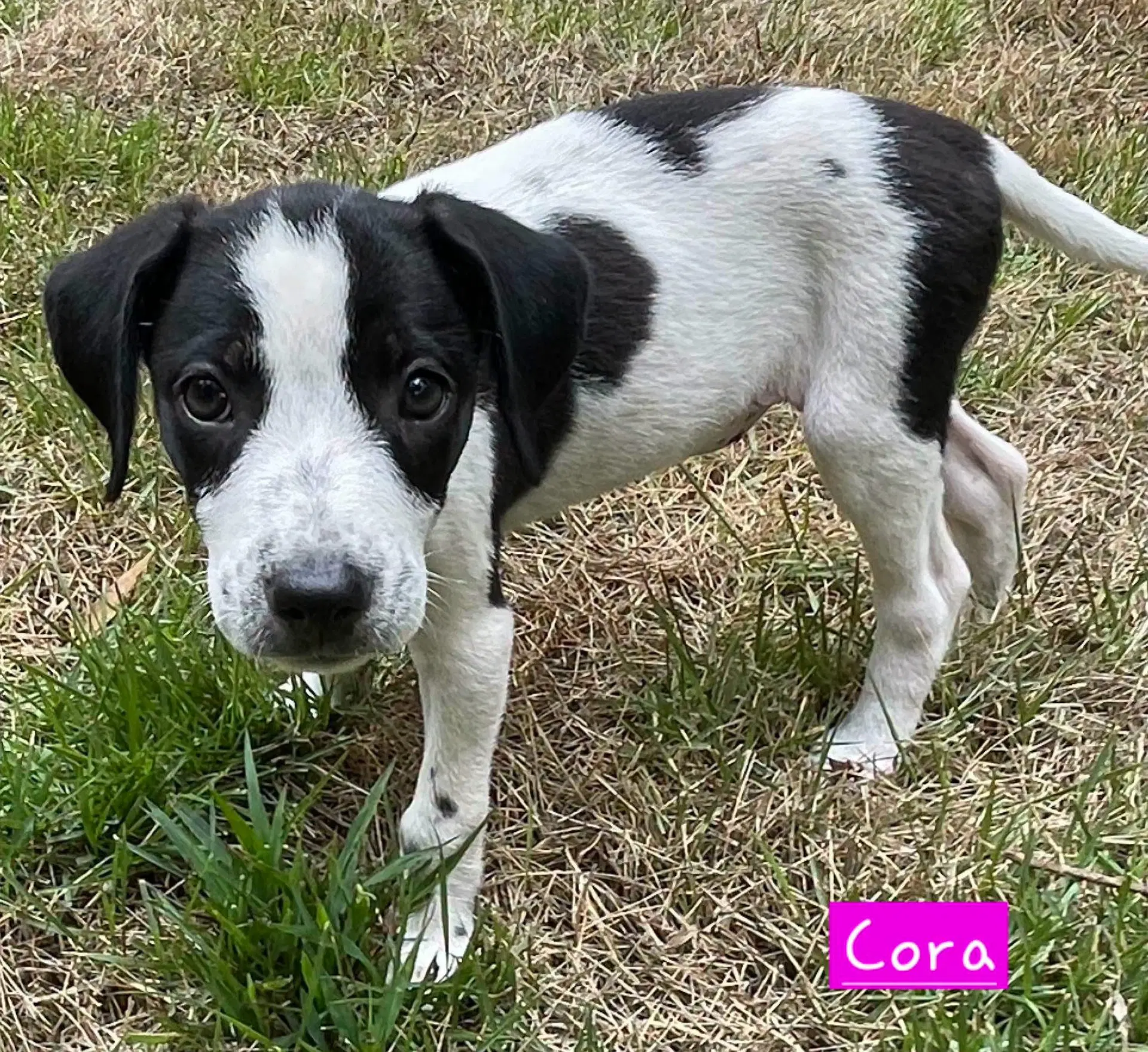 Cora image 2