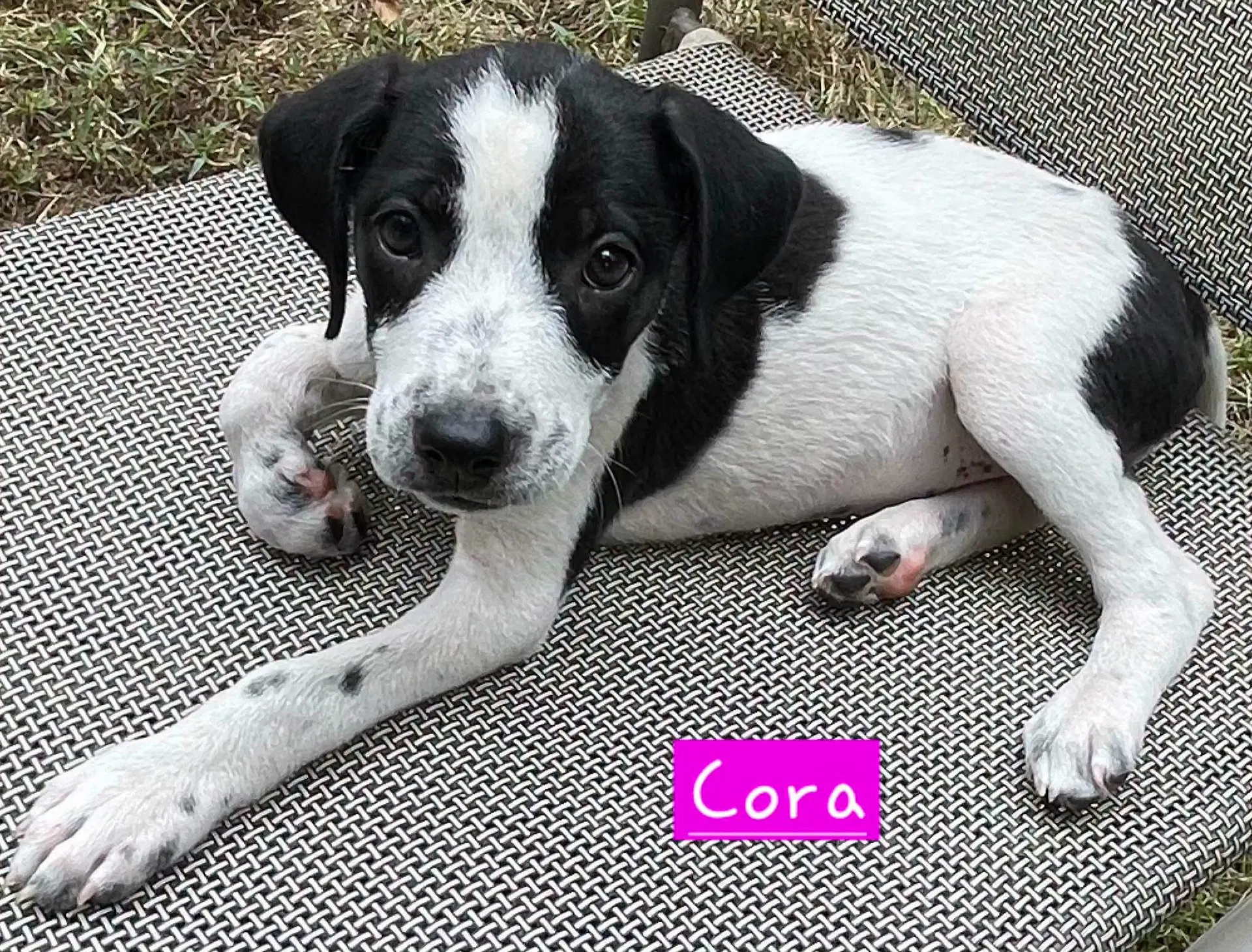 Cora image 3