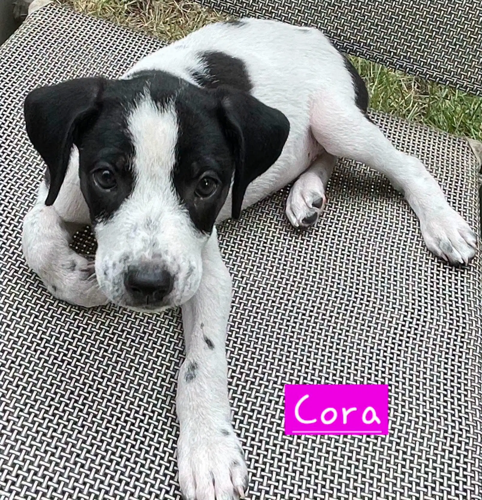 Cora image 4