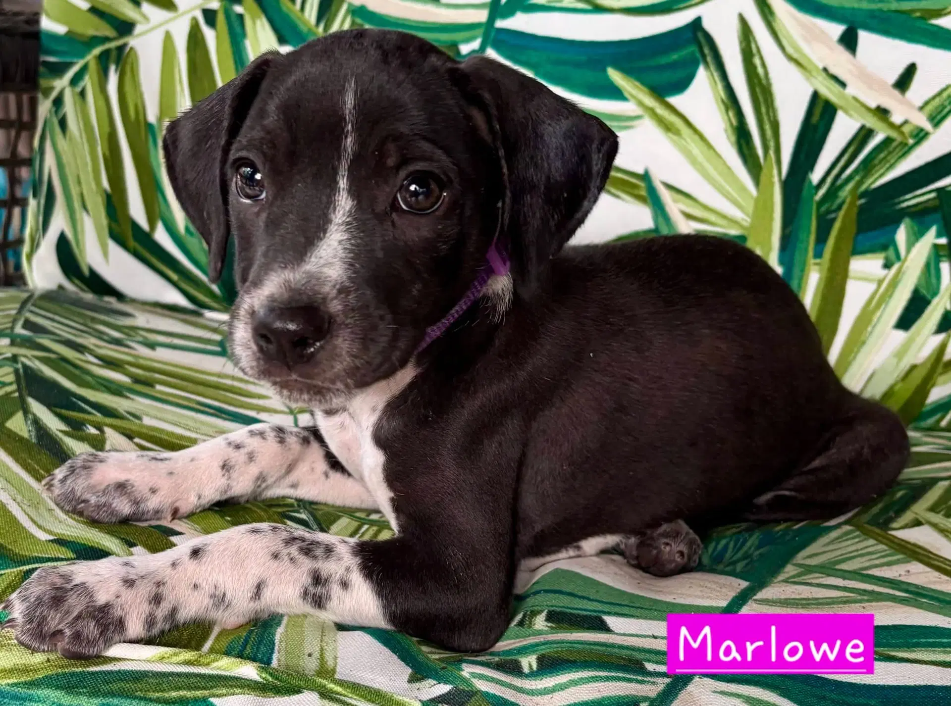 Marlowe Female - Border Collie