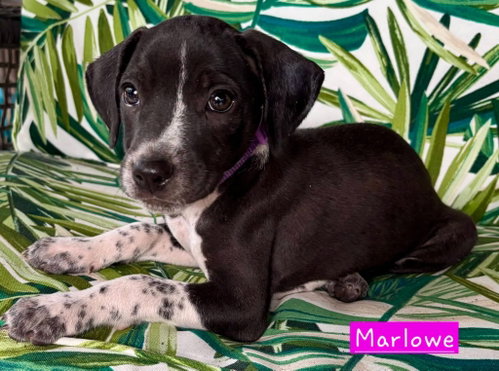 picture of the dog needing adoption