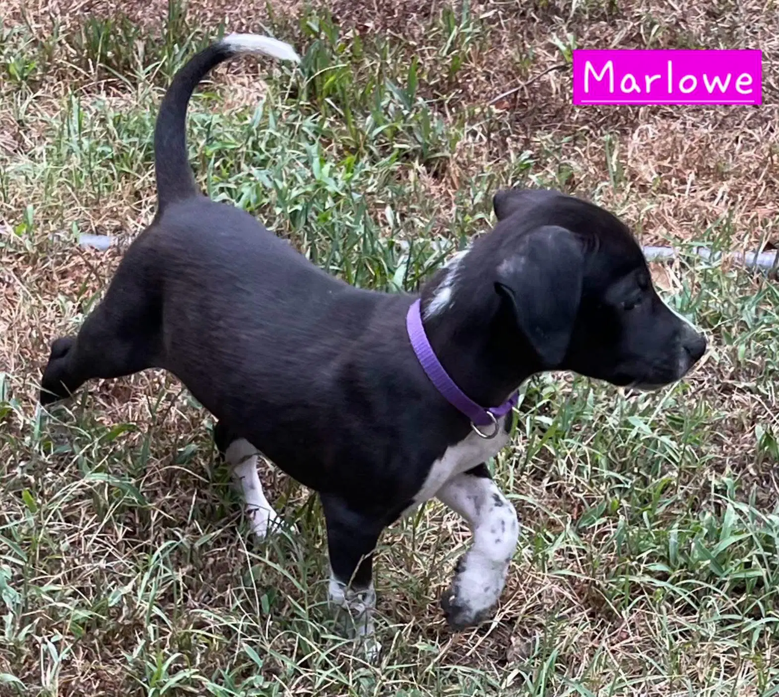 Marlowe Female image 3