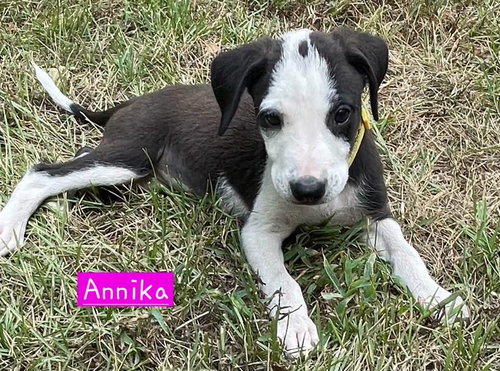 Annika