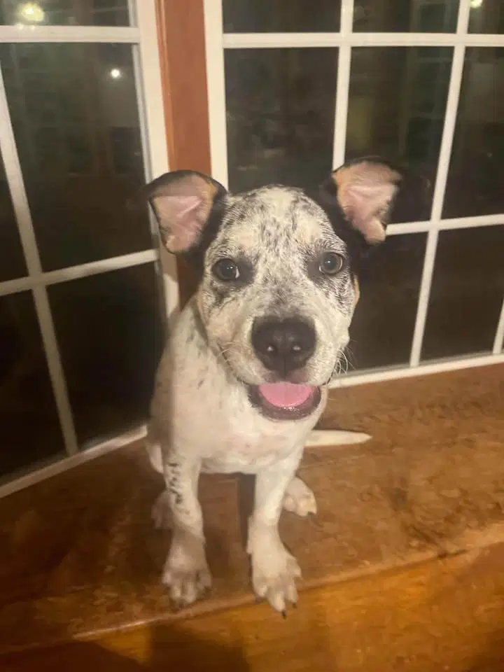 Clara Belle - Australian Cattle Dog/Blue Heeler