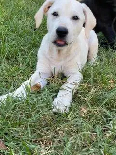 Sylvan - Labrador Retriever
