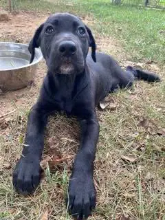 Lance - Labrador Retriever