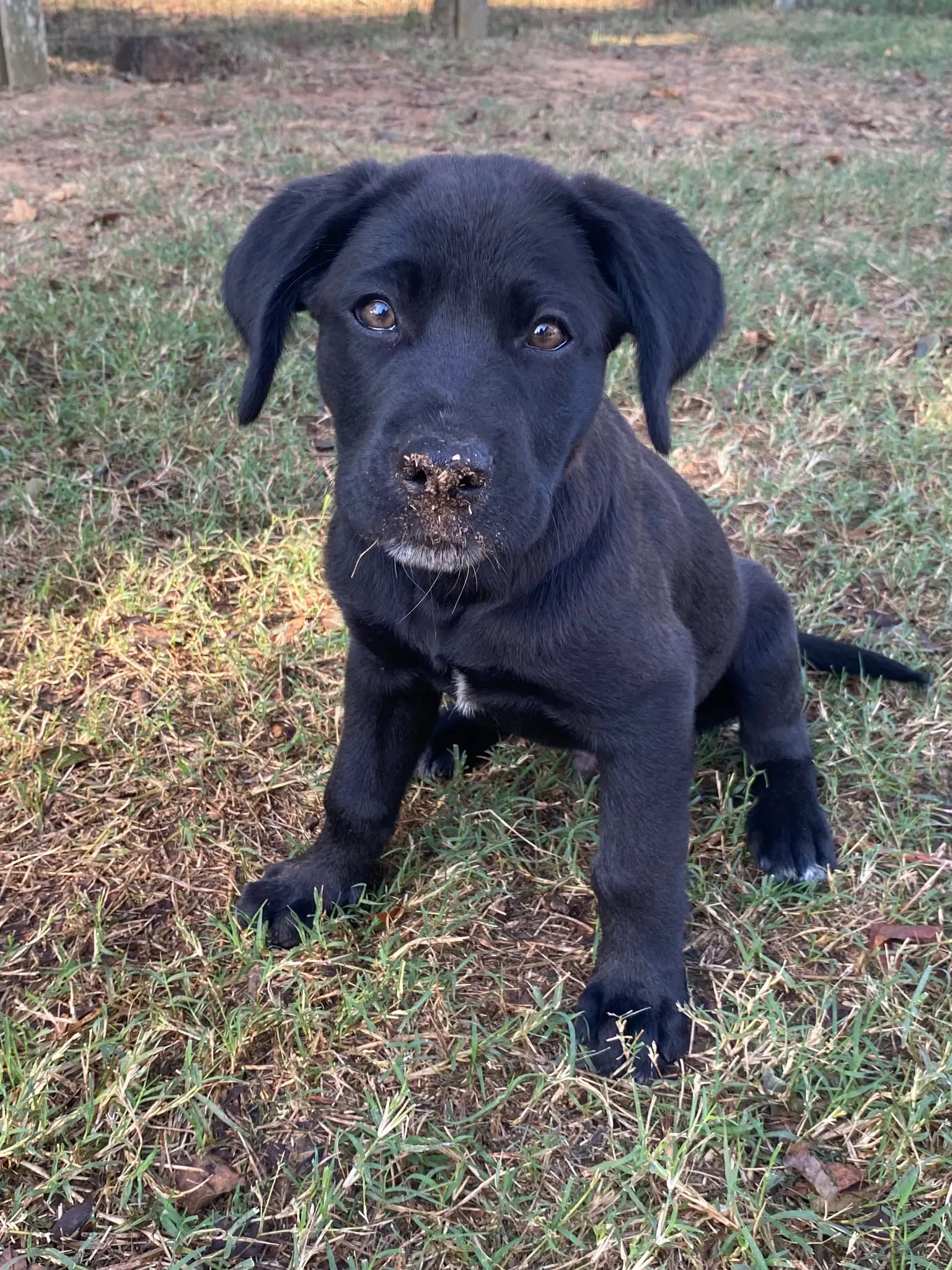 Larry - Labrador Retriever
