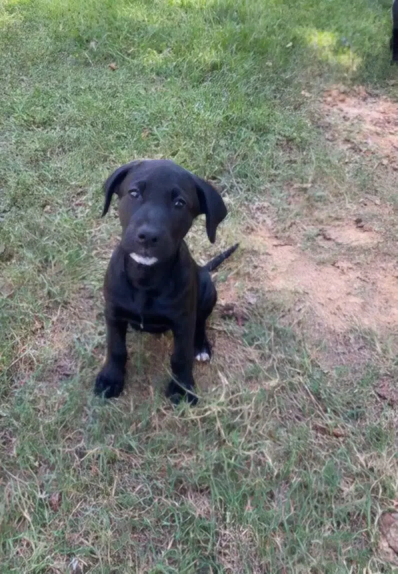 Lila - Labrador Retriever